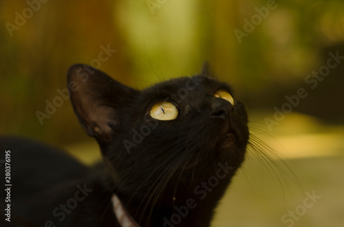 фотографія Gatos Animales Naturaleza