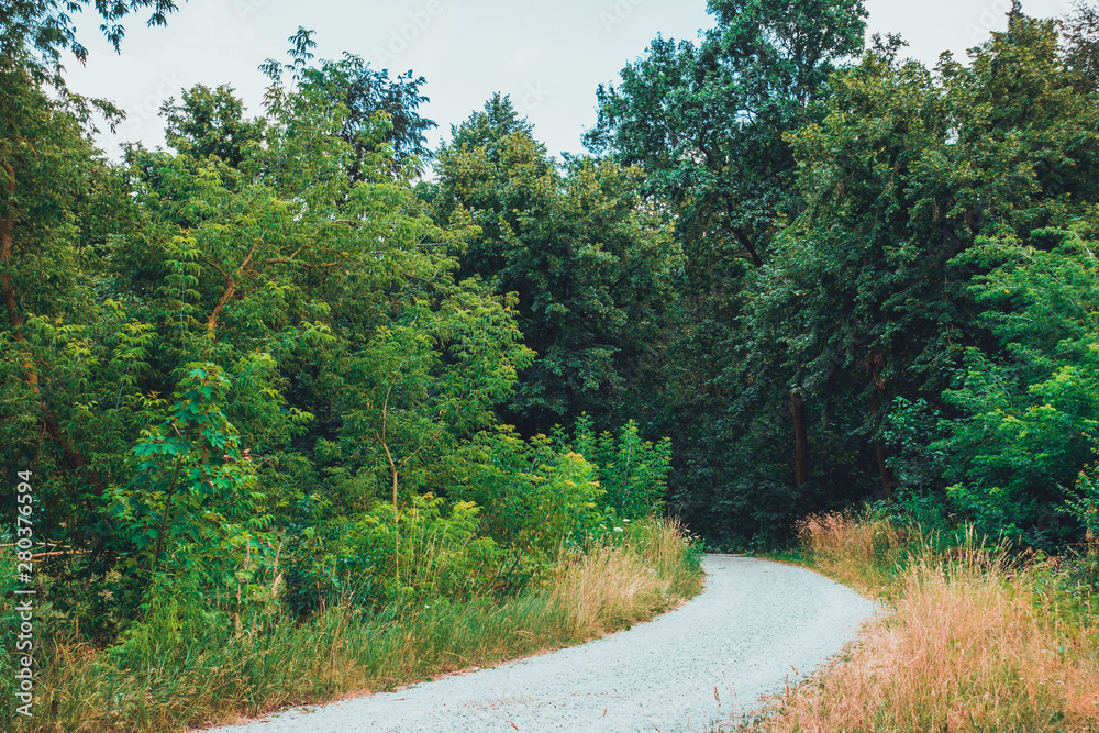 Fototapeta premium road in a forest with giant trees and green bushes