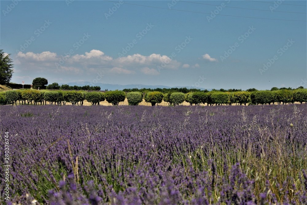 Fototapeta premium serie provence