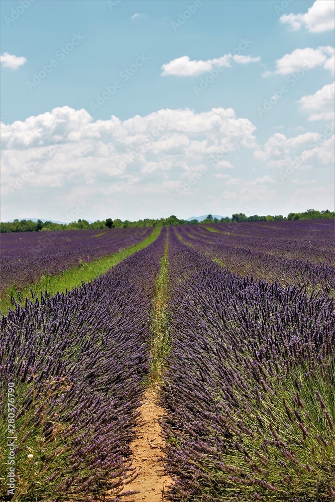 Fototapeta premium serie provence