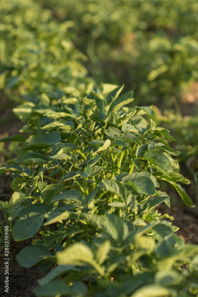 growing organic potatoes in a field