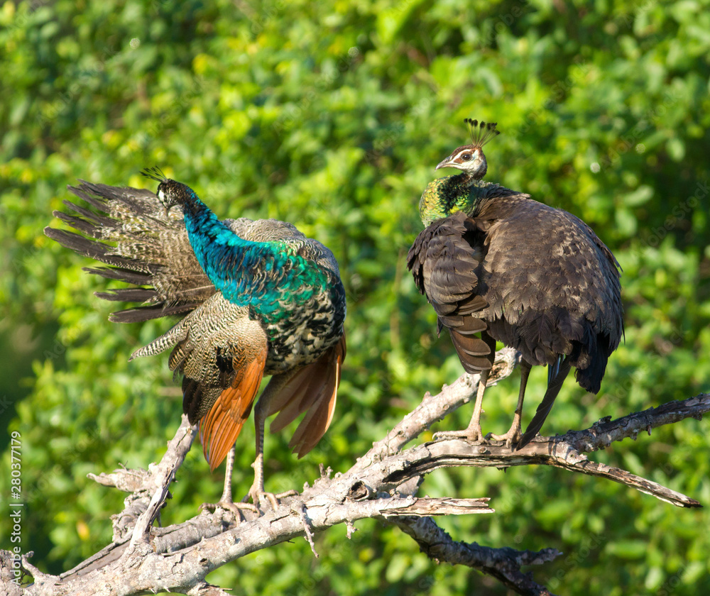 Peacock on a branch with wings spread; Peacock couple; peafowl couple