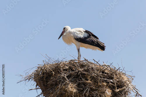 White stork in the nest