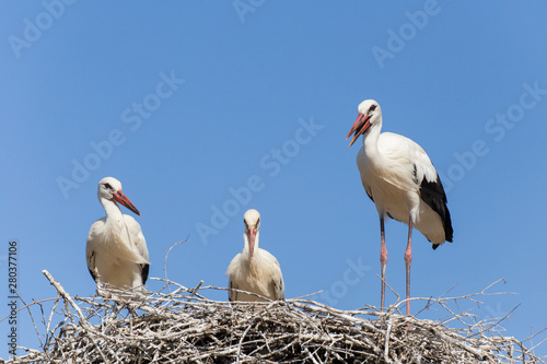 White Storks in the nest