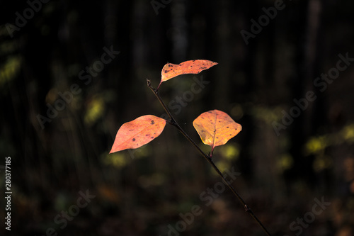 leaves photo