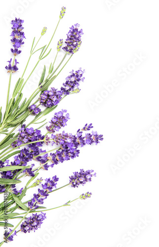 Lavender flowers on white background. Floral border