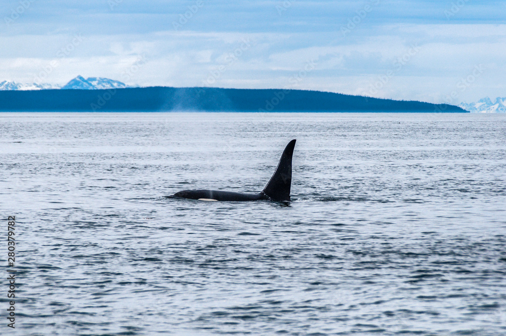Fototapeta premium Whale Watching