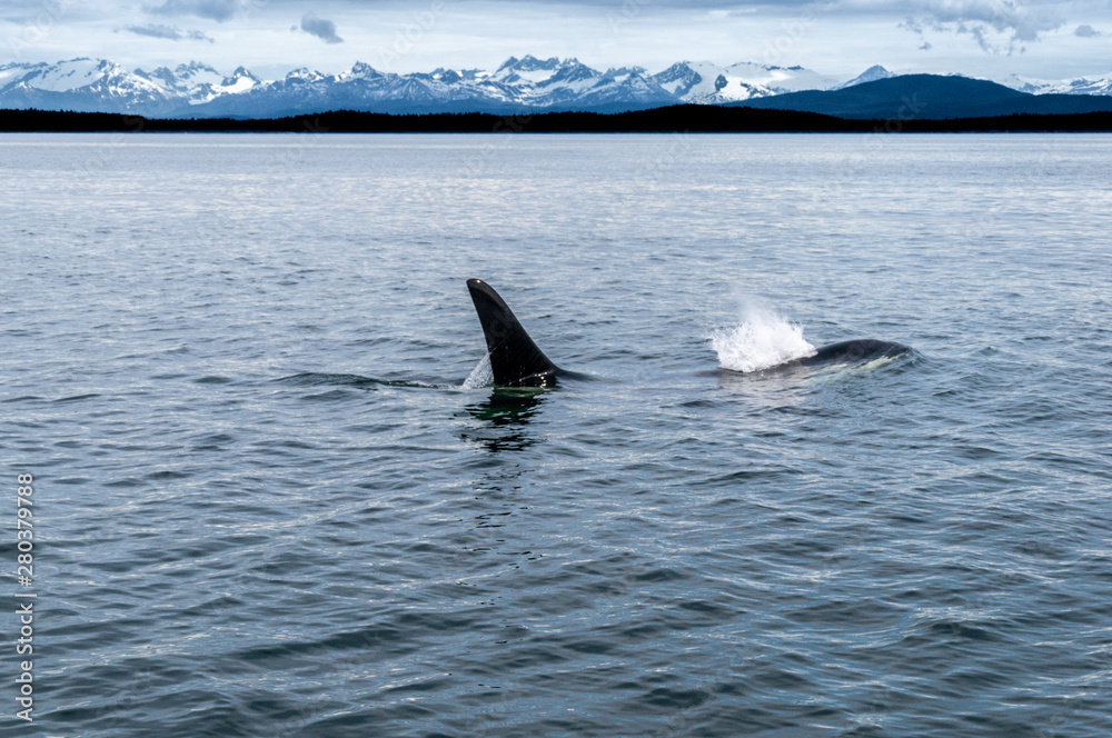 Fototapeta premium Whale Watching
