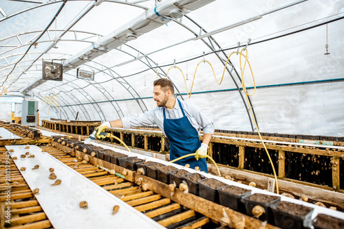 Handsome worker washing shelves with water gun, taking care of the snails in the hothouse of the farm, wide angle view with copy space © rh2010