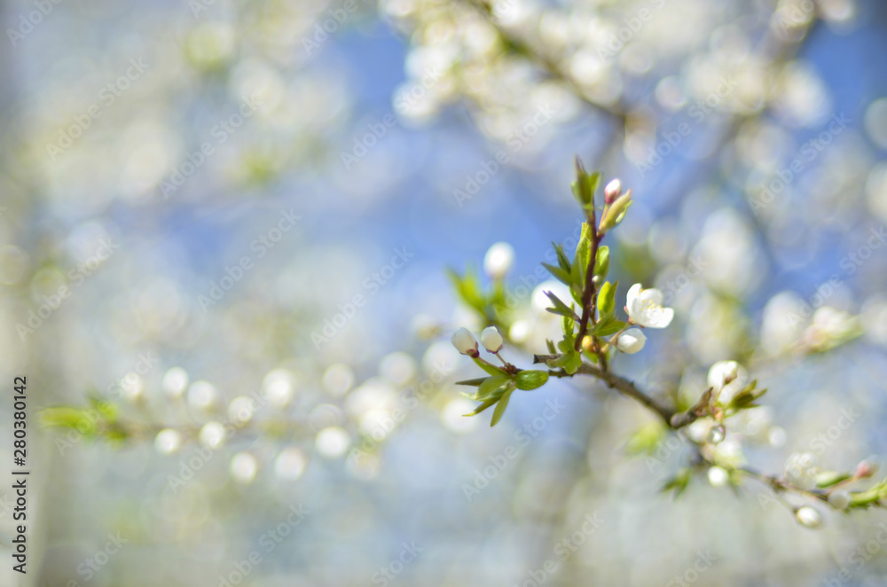 branches of early blooming flowering trees. blue blurred background branches of early blooming flowering trees. blue blurred background