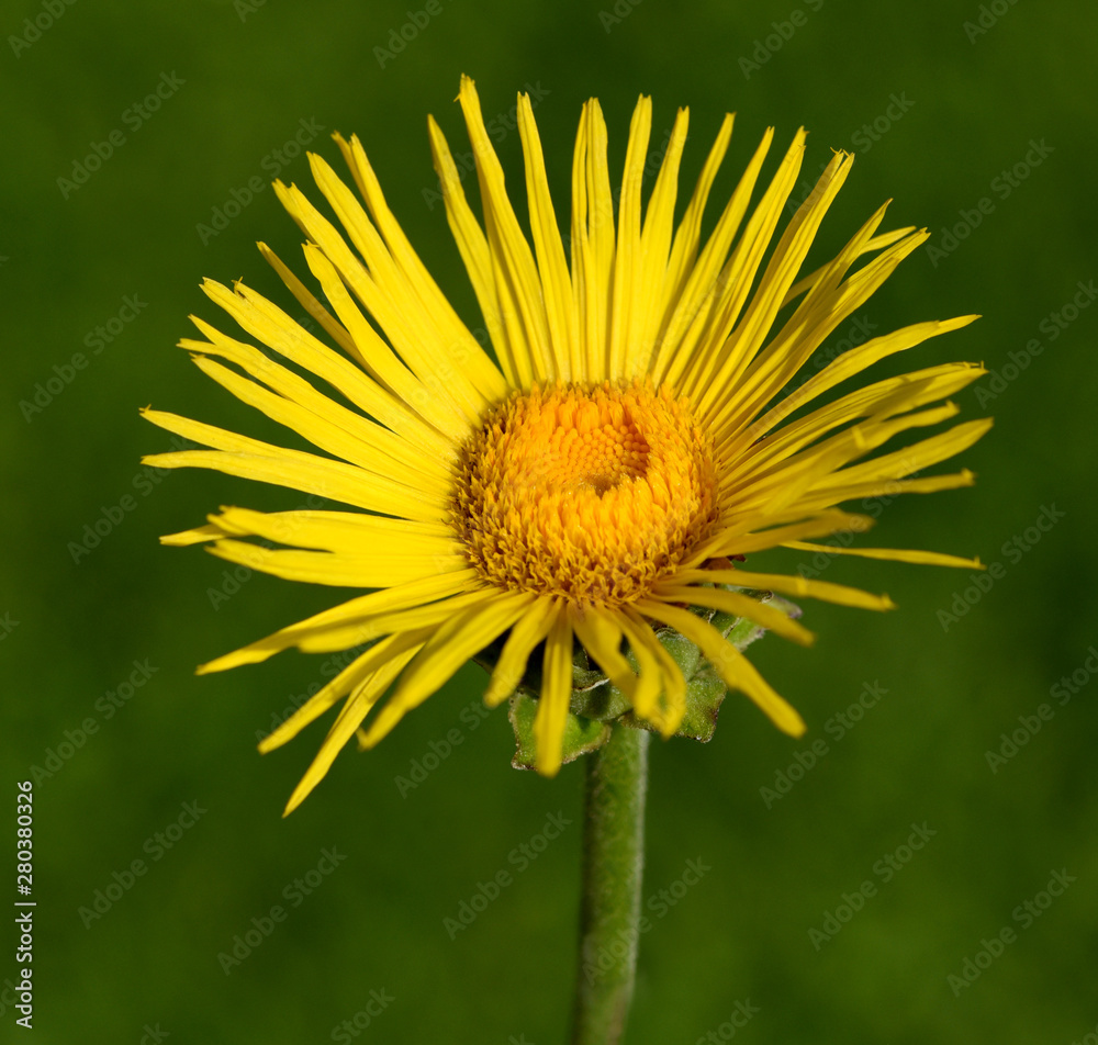 Obraz premium Alant; Bluete; Inula Helenium