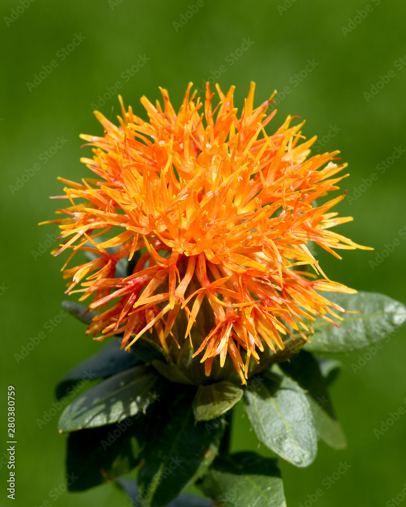 Faerberdistel, Carthamus, Tinctorius, Faerber, Saflor Faerberdistel, Carthamus, Tinctorius, Faerber, Saflor