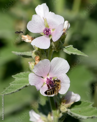 Eibisch, Althaea, Officinalis photo