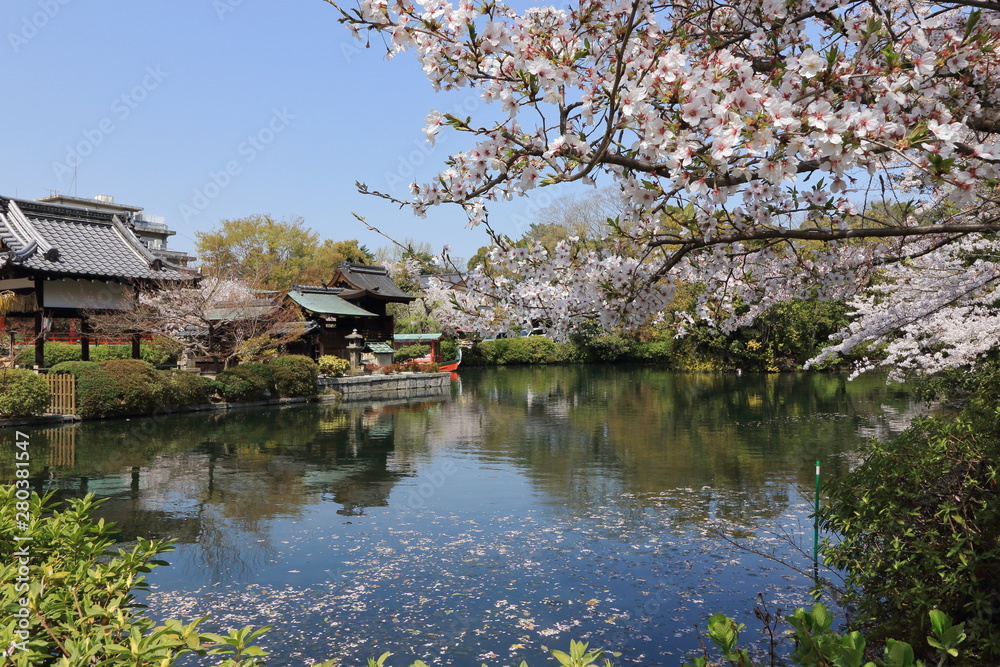 桜咲く春の京都、神泉苑と池の様子です