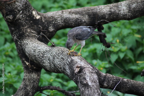 A bird eatting lizard on the tree