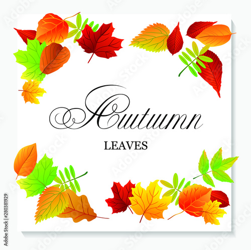 Frame. Autumn theme. Frame of leaves. Colorful leaves