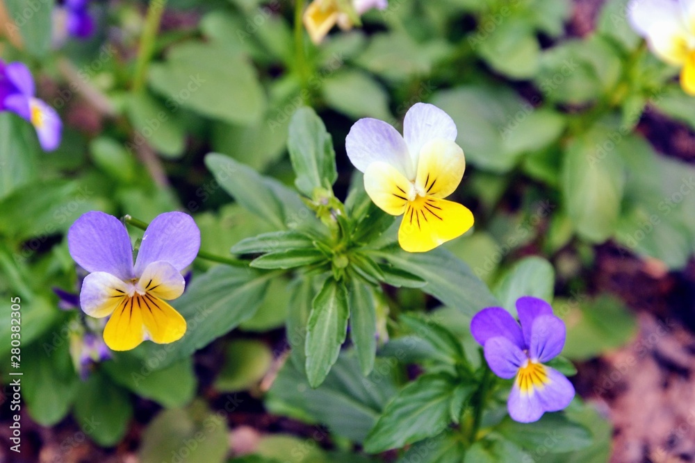 Viola tricolor flowers (also known as Johnny Jump up, heartsease, heart's ease, heart's delight, tickle-my-fancy, Jack-jump-up-and-kiss-me, come-and-cuddle-me, three faces in a hood, ove-in-idleness) Viola tricolor flowers (also known as Johnny Jump up, heartsease, heart's ease, heart's delight, tickle-my-fancy, Jack-jump-up-and-kiss-me, come-and-cuddle-me, three faces in a hood, ove-in-idleness)