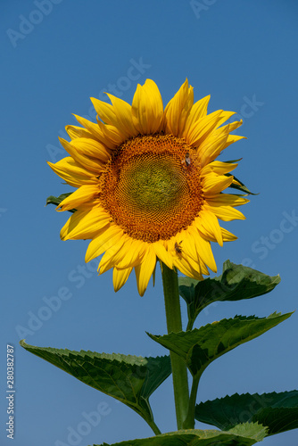 Flowering sunflower against a blue sky background. Closeup. Landed bees.