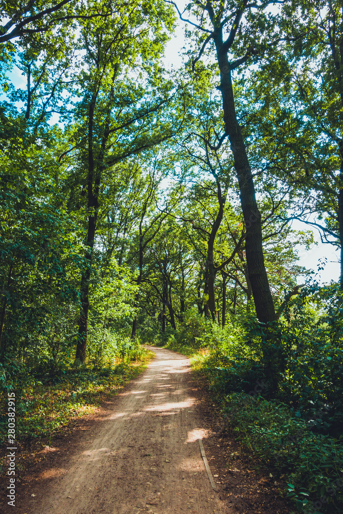 ancient forest for environmental themes ancient forest for environmental themes