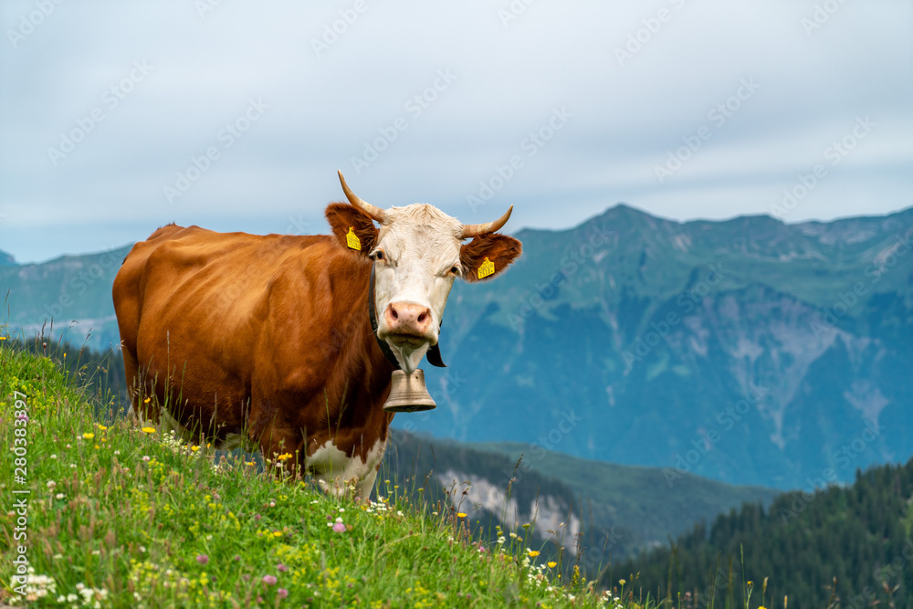 Schweizer Kuh oberhalb Axalp / Berner Oberland