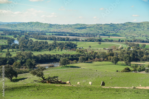 Beautiful Australian rural landscape -  sheep grazing on green grass field with river and mountains in distance. Gundagai  NSW Australia.