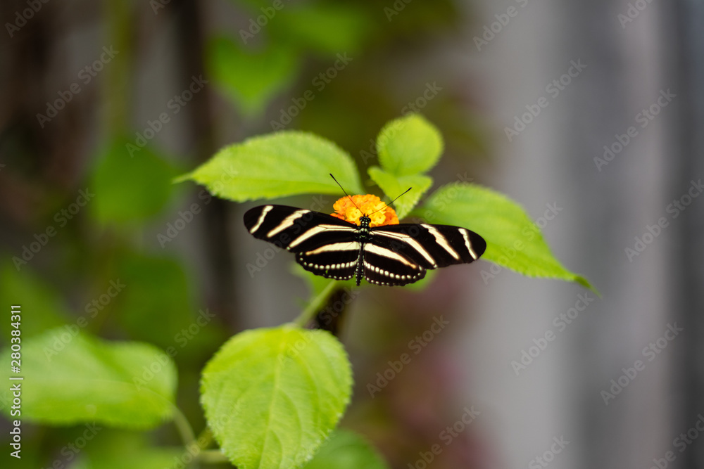 Heliconius charitonius