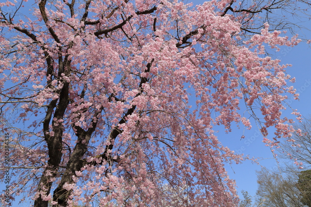 満開の枝垂れ桜と青空