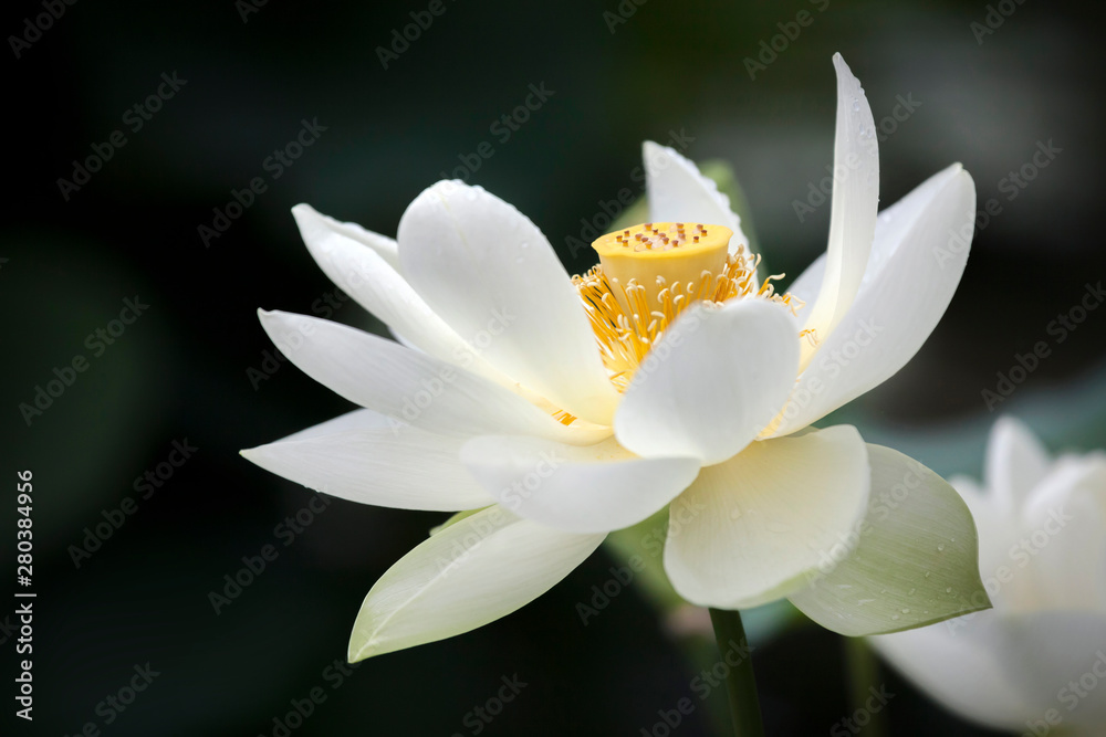 Fototapeta premium Beautiful white waterlily at the pond in summer