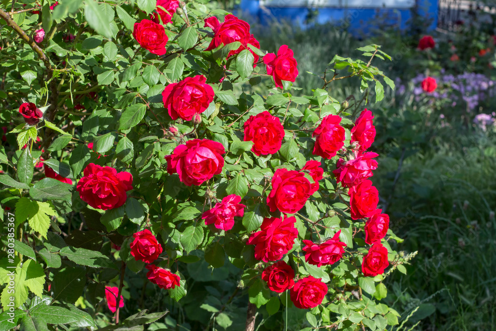 fresh red roses growing in the garden