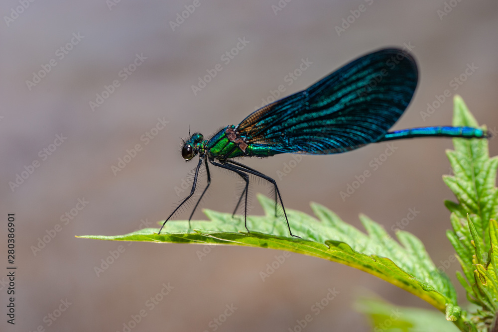 girl beetle butterfly laid on flower petal girl beetle butterfly laid on flower petal