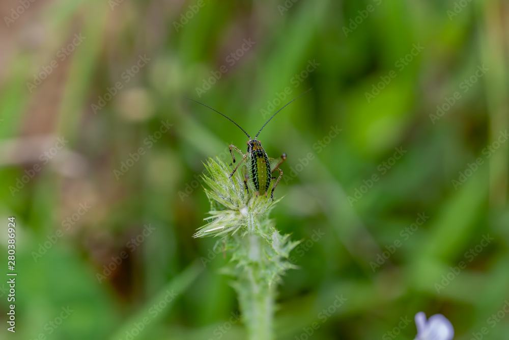 green grasshopper standing on tree branch green grasshopper standing on tree branch