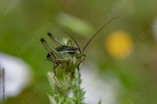 green grasshopper standing on tree branch