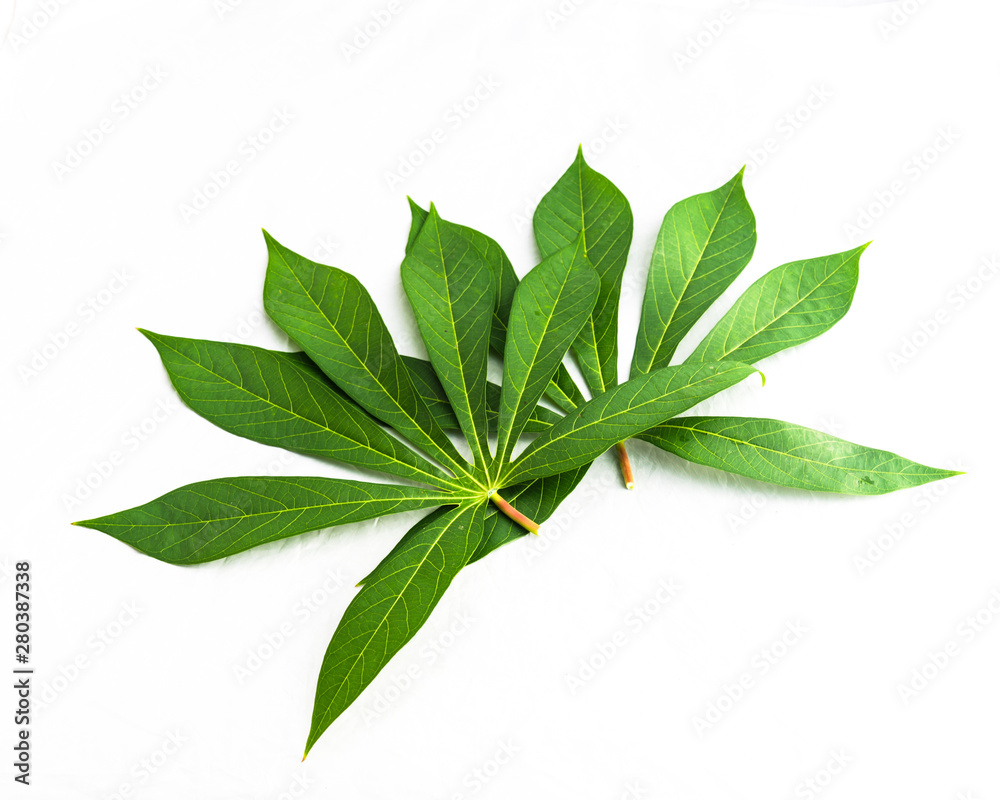 Top view heap of cassava or Manihot esculenta leaves isolated on white Top view heap of cassava or Manihot esculenta leaves isolated on white