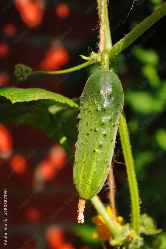 cucumber in the garden