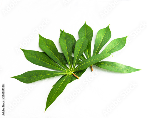 Top view heap of cassava or Manihot esculenta leaves isolated on white