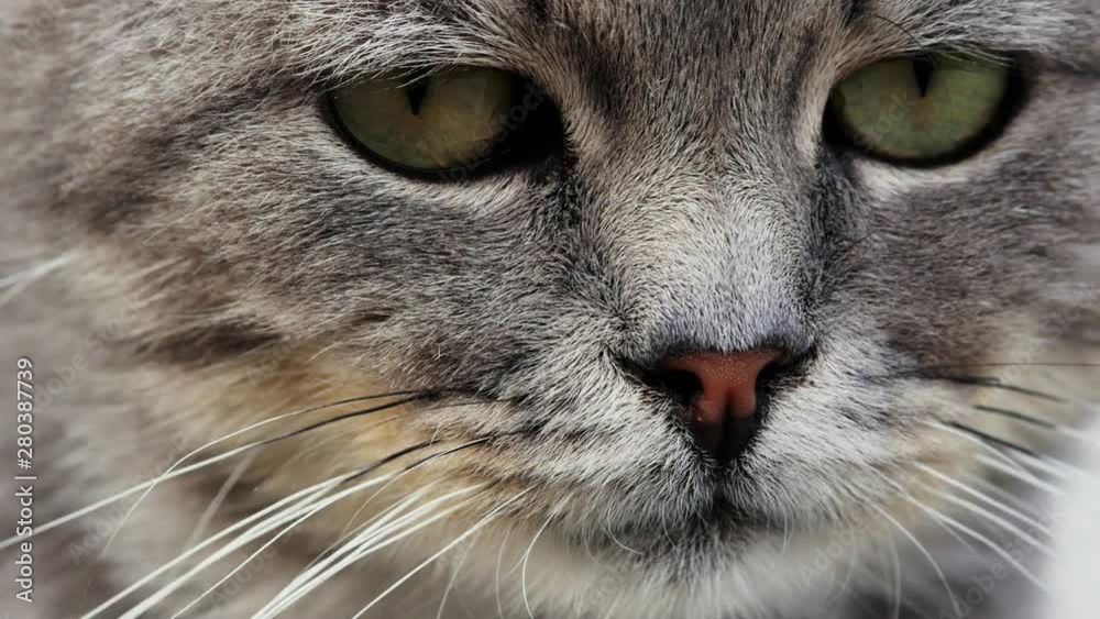 Extreme close-up of a beautiful serious purebred cat eyes. Cat looking at camera. Extreme close-up of a beautiful serious purebred cat eyes. Cat looking at camera.