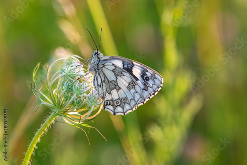 Marbled white butterfly (Melanargia galathea) resting on wildflowers in early evening dusk sunset photo