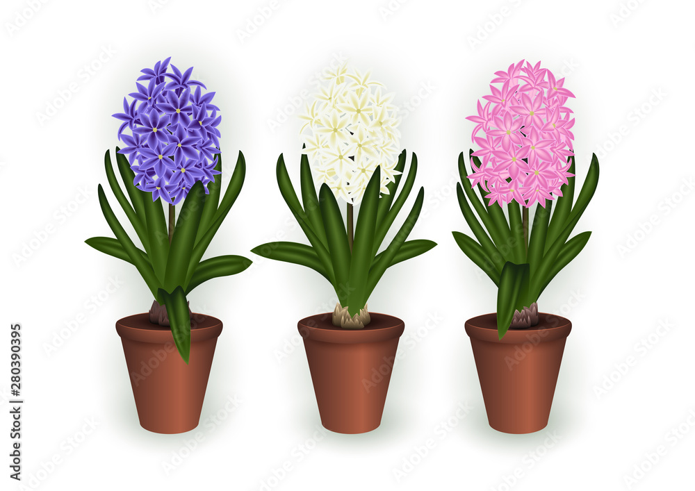 Hyacinth flowers in flowerpots