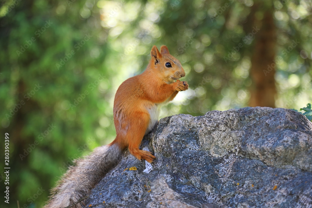 Cute squirrel eating something in the forest Cute squirrel eating something in the forest