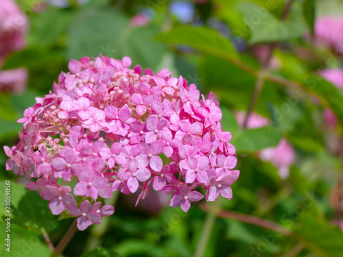 Hydrangea serrata (Mountain Hydrangea) alone close up photo