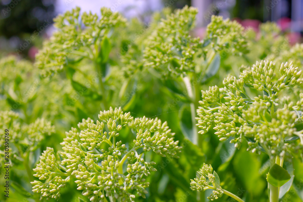 samphire or Crithmum plant during the summer