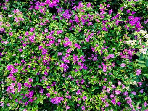 Purple of Bougainvillea Flowers Blooming
