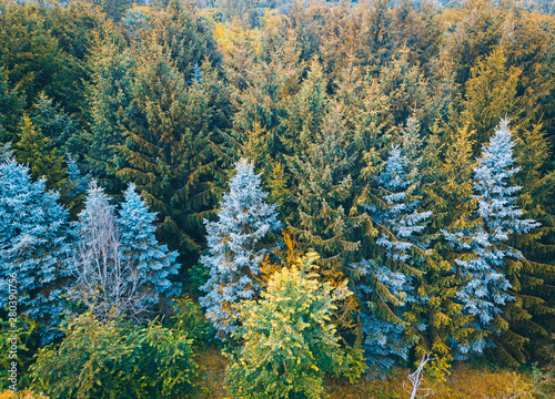 green treetops from the bird view