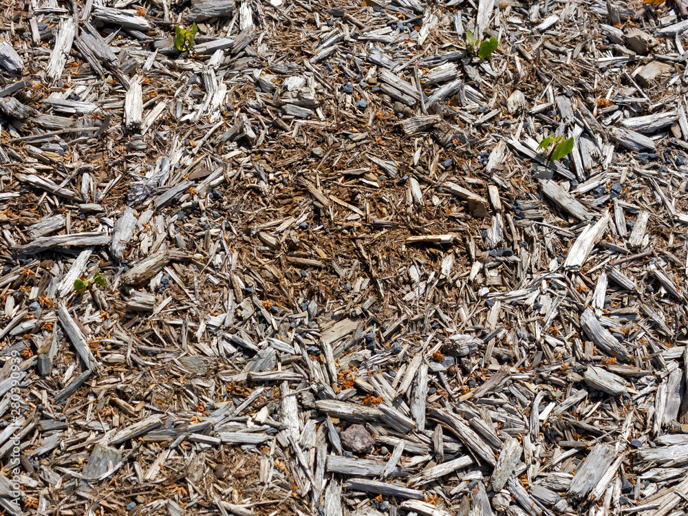 texture of sawdust wood and leaves close up texture of sawdust wood and leaves close up