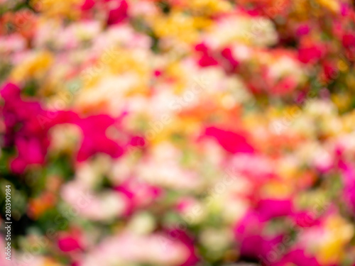 Abstract of Blur Colorful of Bougainvillea Flowers