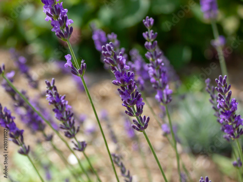 violet flowers of lavender in the garden