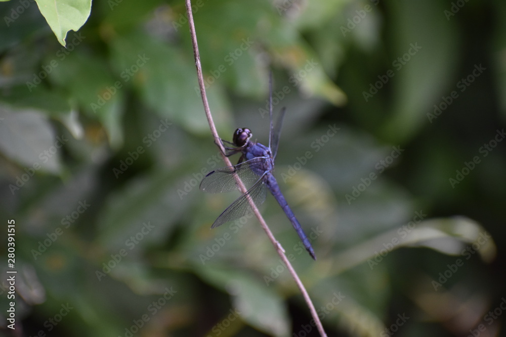 dragonfly on a stick