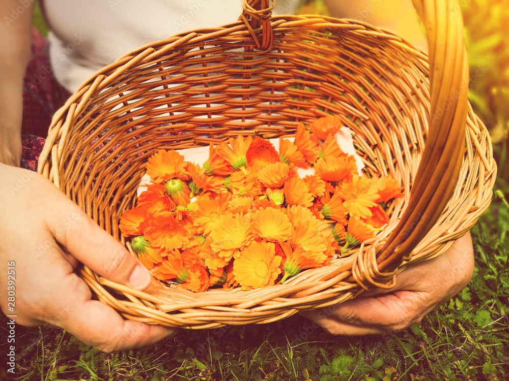 Basket full of cut orange calendula flowers