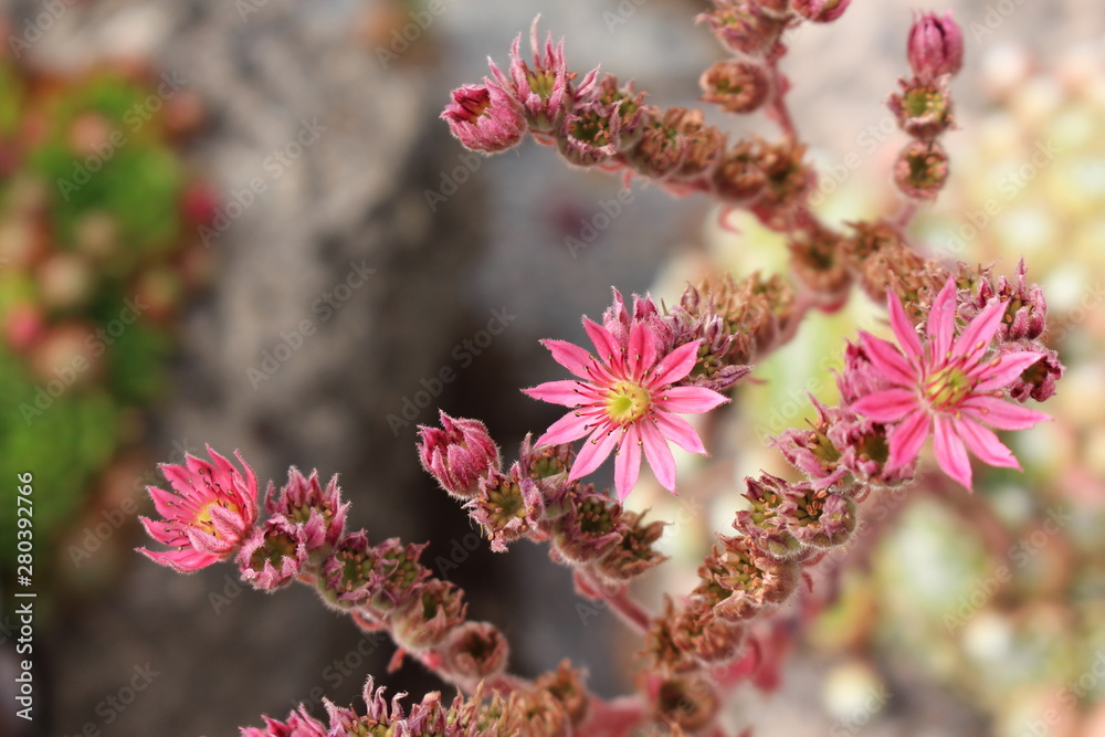Sempervivum Sempervivum