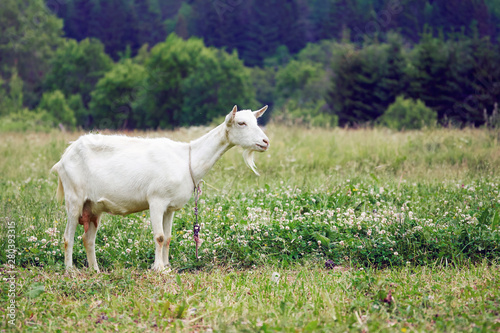 White goat grazing on the green meadow in countryside